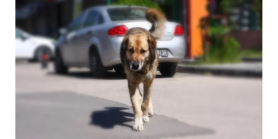 Adana'da Başıboş Köpek Operasyonu: Şehir Genelinde Toplama Başladı